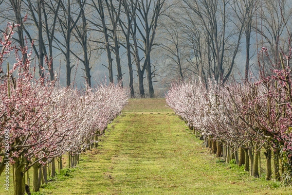 Obraz Marillenblüte Wachau 