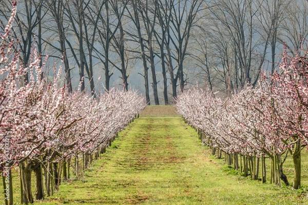 Obraz Marillenblüte Wachau 