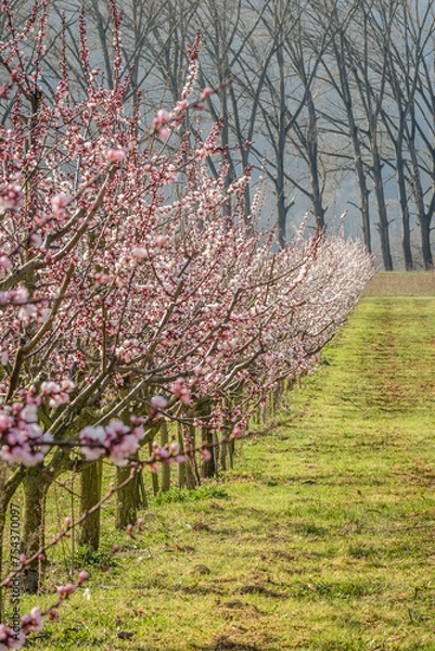 Obraz Marillenblüte Wachau 