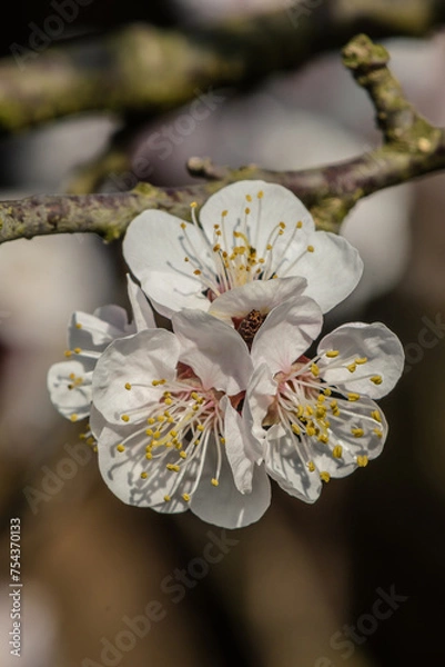 Obraz Marillenblüte Wachau 