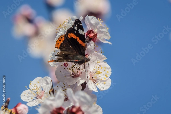 Obraz Marillenblüte Wachau 