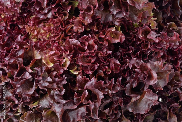 Obraz Lollo Rosso Lettuce