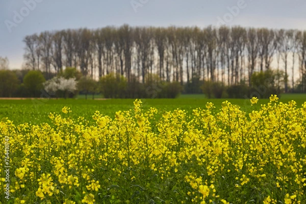Fototapeta Rapsfeld in der Soester Börde, Kreis Soest, 2023