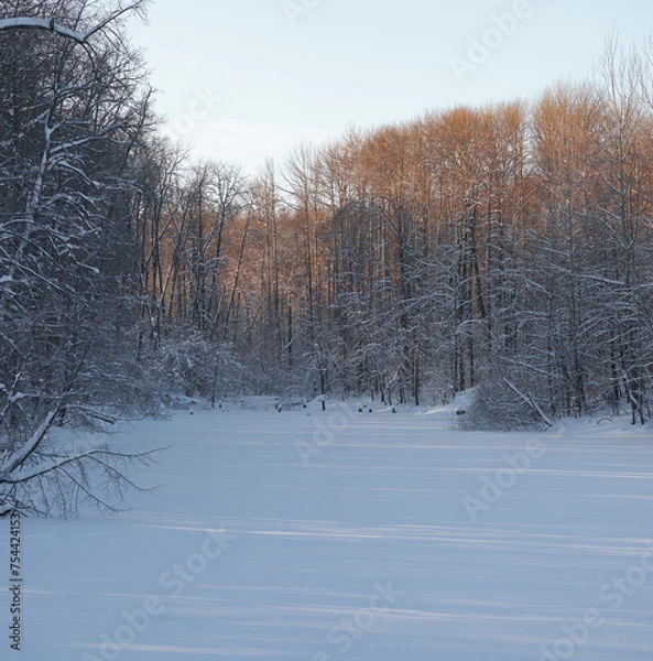 Obraz Forest pond under snow.
