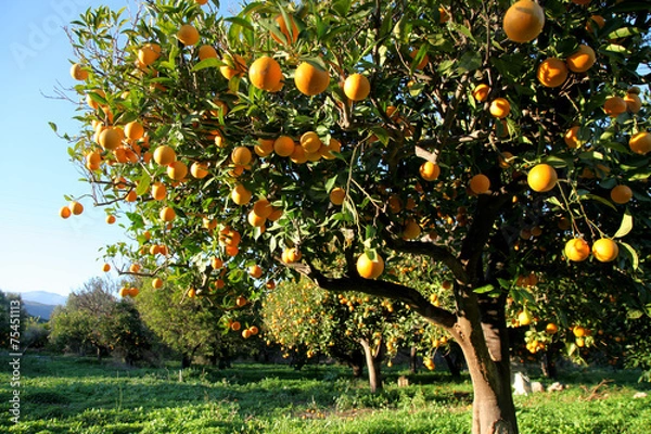 Obraz Orange harvest