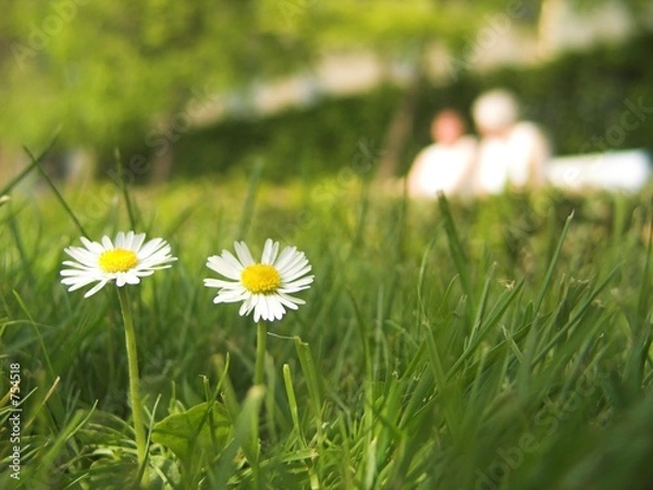Fototapeta gänseblümchen