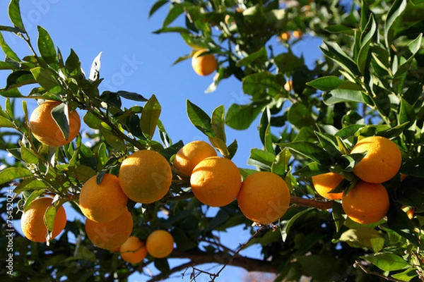 Obraz Greek Oranges