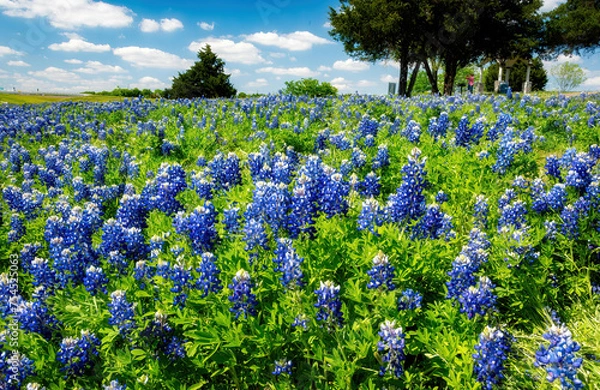 Obraz Texas Bluebonnet	field