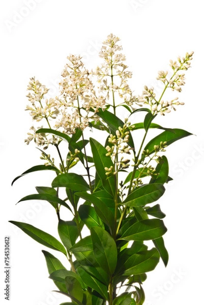 Fototapeta Blooming privet twigs isolated on white background