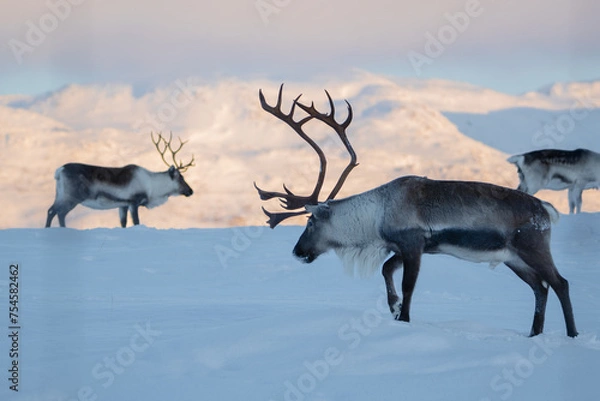 Fototapeta A group of reindeer with big antlers in the snow, in front of mountains