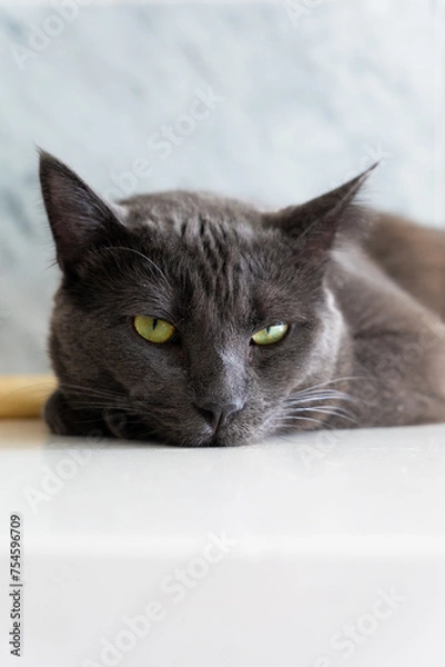 Fototapeta A Black cat on a white countertop with a marble background. A black cat in the kitchen. Pets.