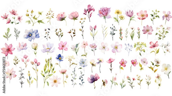 Fototapeta Set of watercolor wildflowers painting isolated on clear png background and transparent background. Fresh and nature concept for nature decorative and flower element, AI generative.	
