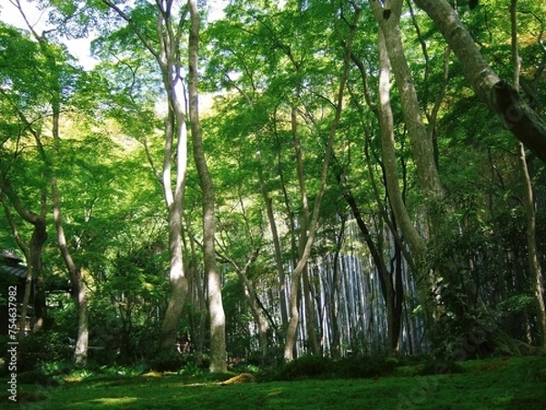 Obraz 新緑の頃の祇王寺のお庭