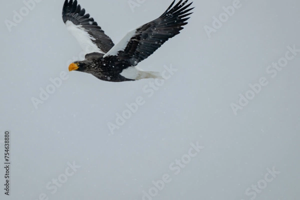 Fototapeta オオワシ