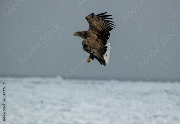 Fototapeta オジロワシ