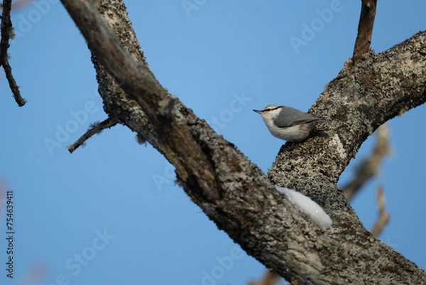 Fototapeta ゴジュウカラ