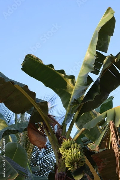 Obraz Banana tree touching the sky.