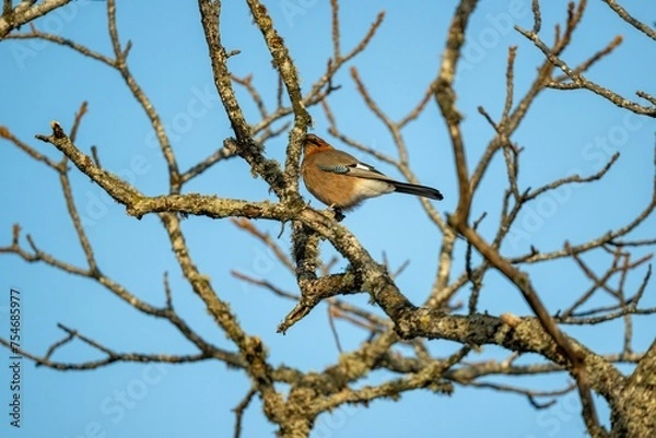 Fototapeta ミヤマカケス