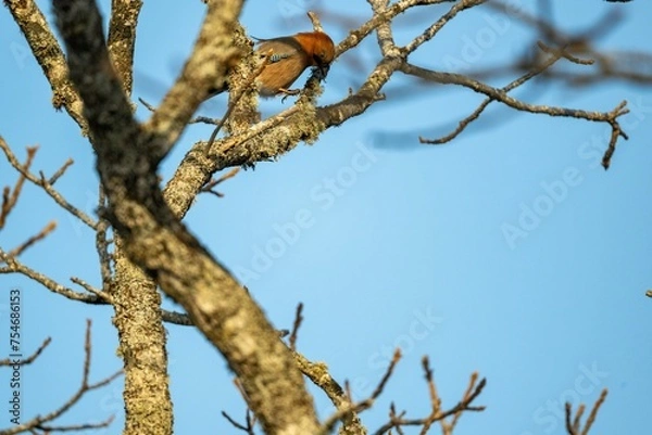 Fototapeta ミヤマカケス