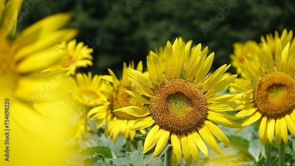 Fototapeta ヒマワリ畑