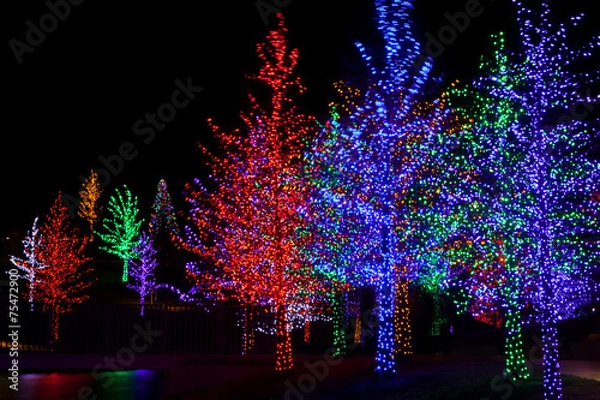 Obraz Trees tightly wrapped in LED lights for the Christmas holidays. 