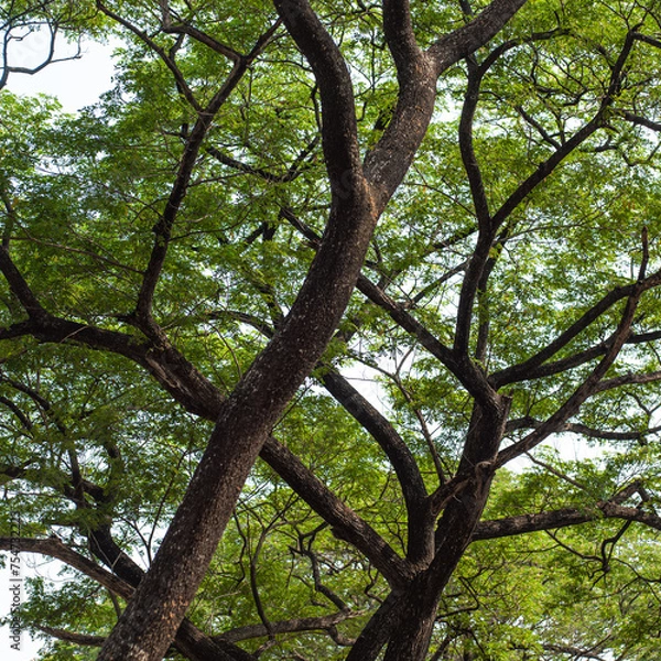 Obraz tree in the park