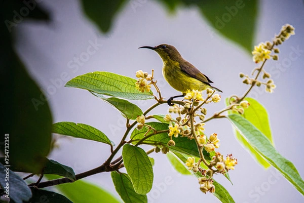 Fototapeta bird on a branch