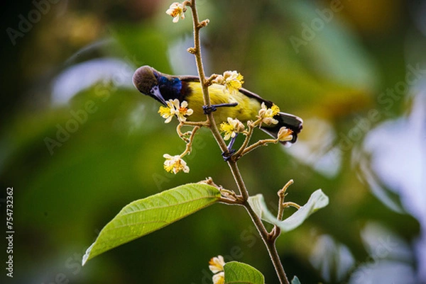 Fototapeta bird on a branch
