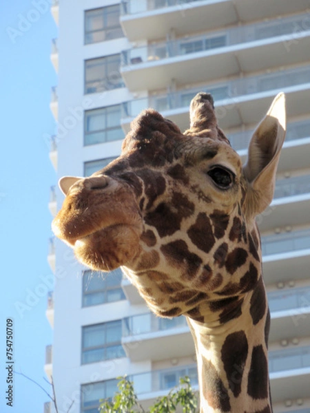 Obraz 高層マンションの近くで暮らす動物園のキリン