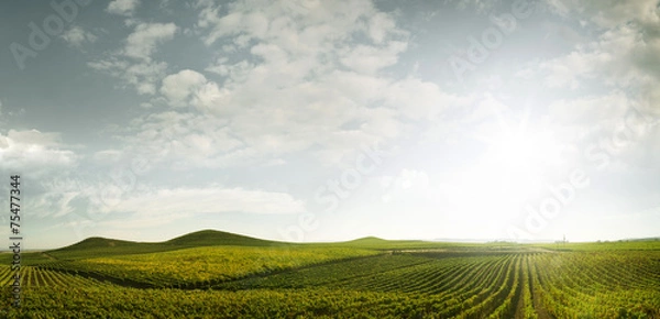 Obraz rzędy winogron