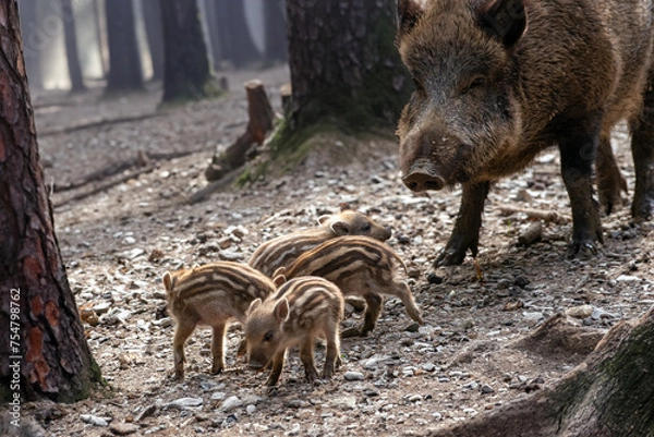 Obraz Bache mit 4 Frischlingen