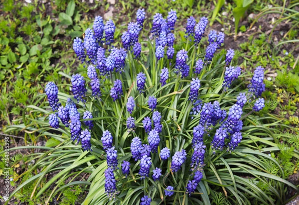 Fototapeta spring blue hyacinths in green grass