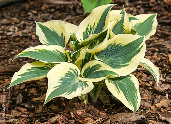 Fototapeta Hosta (funkia) bylina o ozdobnych liściach, odmiana Firn Line