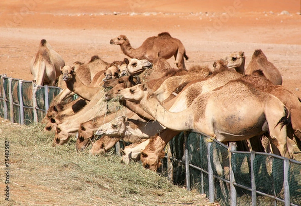 Fototapeta Camels feeding on grass in the desert in Al Ain.