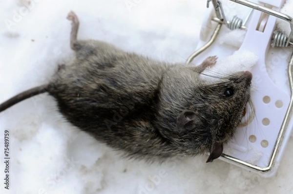Obraz death mouse in trap