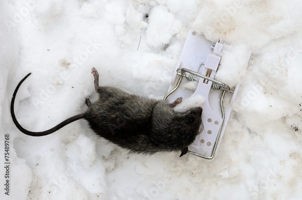 Obraz death mouse in trap