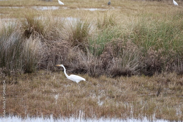 Obraz great white heron