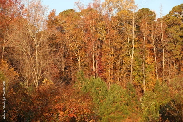 Obraz autumn in the forest
