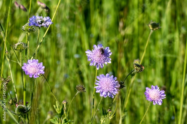 Obraz Wiesen Witwenblume, Knautia arvensis,  auf einer grünen Wiese