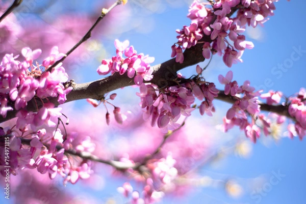 Fototapeta Cercis chinensis canadensis and purple grass. Spring. Flowering trees and bushes. Lilac flowers. Copy space for text