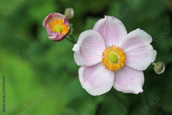 Fototapeta Pink Japanese anemone flower in close up