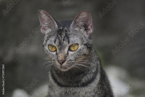 Fototapeta cute tabby cat