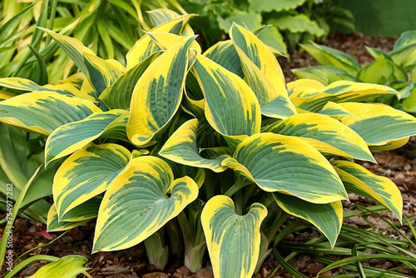 Fototapeta Hosta (funkia) bylina o ozdobnych liściach, odmiana First Frost