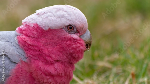 Fototapeta close-up photograph of a Galah, also known by its Latin name Eolophus roseicapilla. The image shows the bird's distinctive pink and grey plumage with a focus on its head, capturing the texture of its 