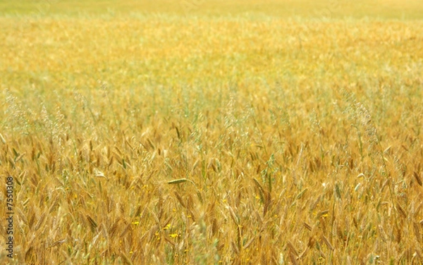 Fototapeta Texture of yellow field with cereal.