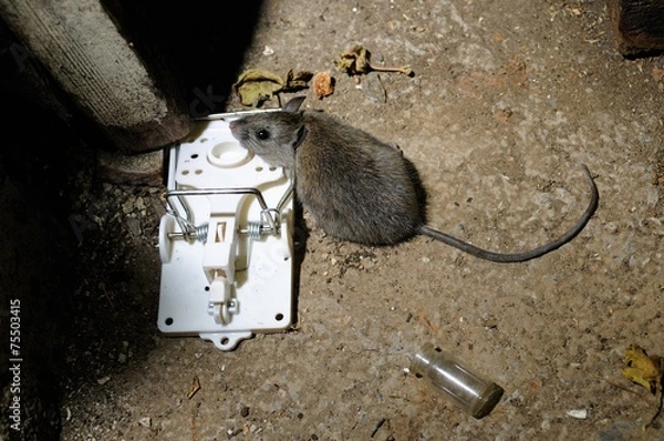 Obraz death mouse in trap basement ed