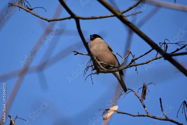 Obraz Dompfaff Weibchen