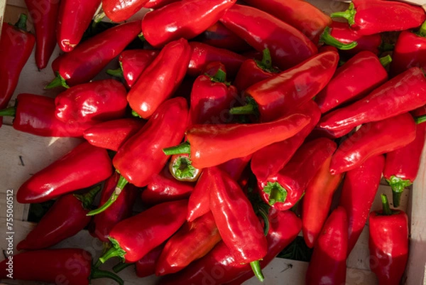Fototapeta Harvesting fresh espelette peppers in a wooden crate in summer