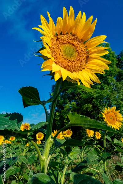 Obraz Close-up of a beautiful sunflower flower in summer under the sun.