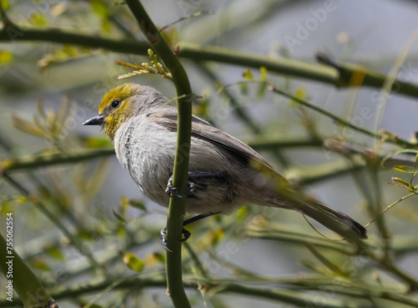 Obraz Verdin Perching